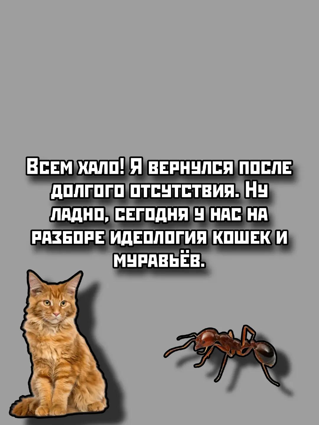 @Murzinov