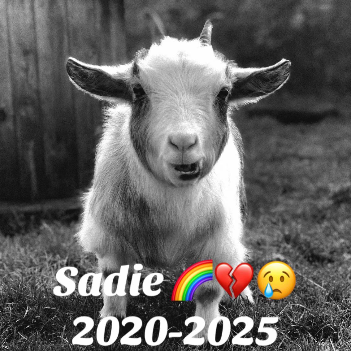 @Sadiethekid
