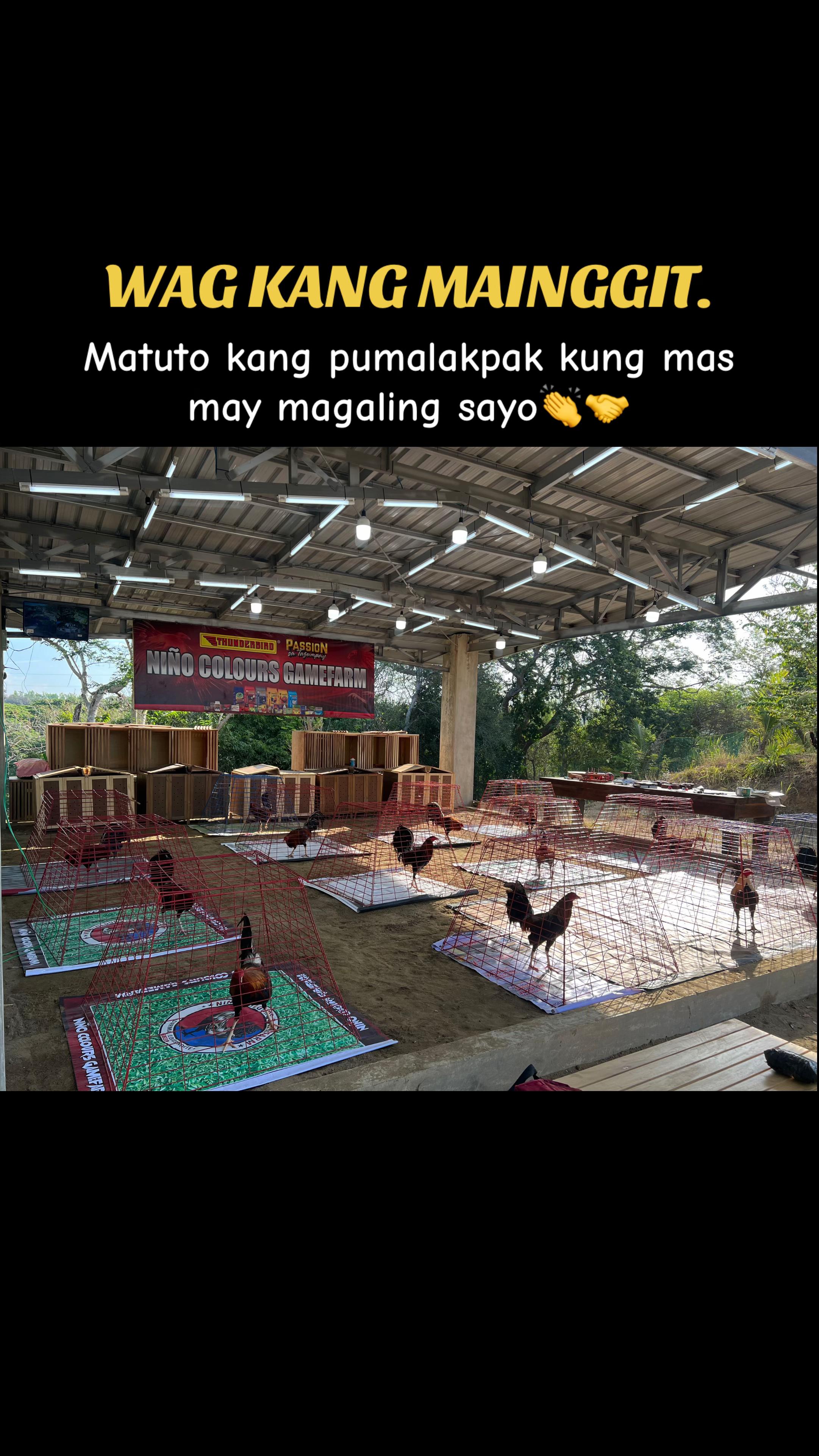 @Niño Colours Gamefarm