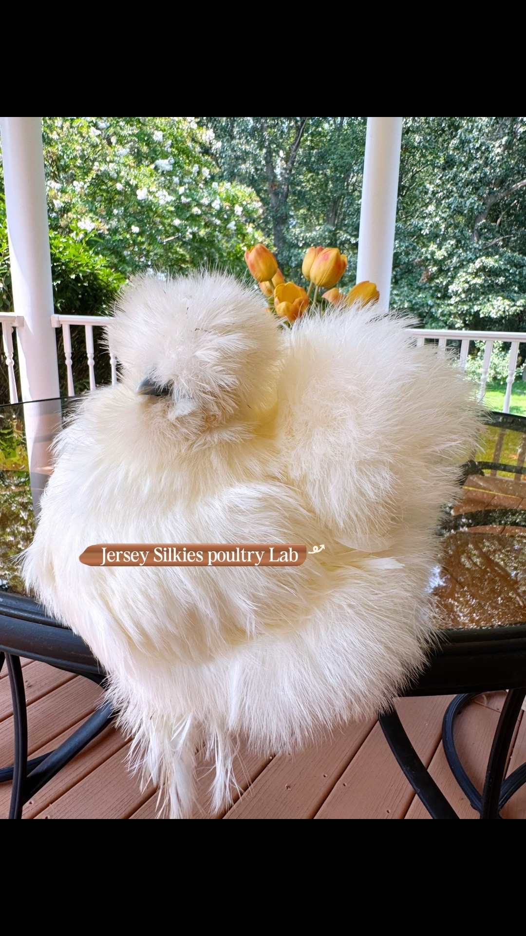 @Lavern | urban chickens