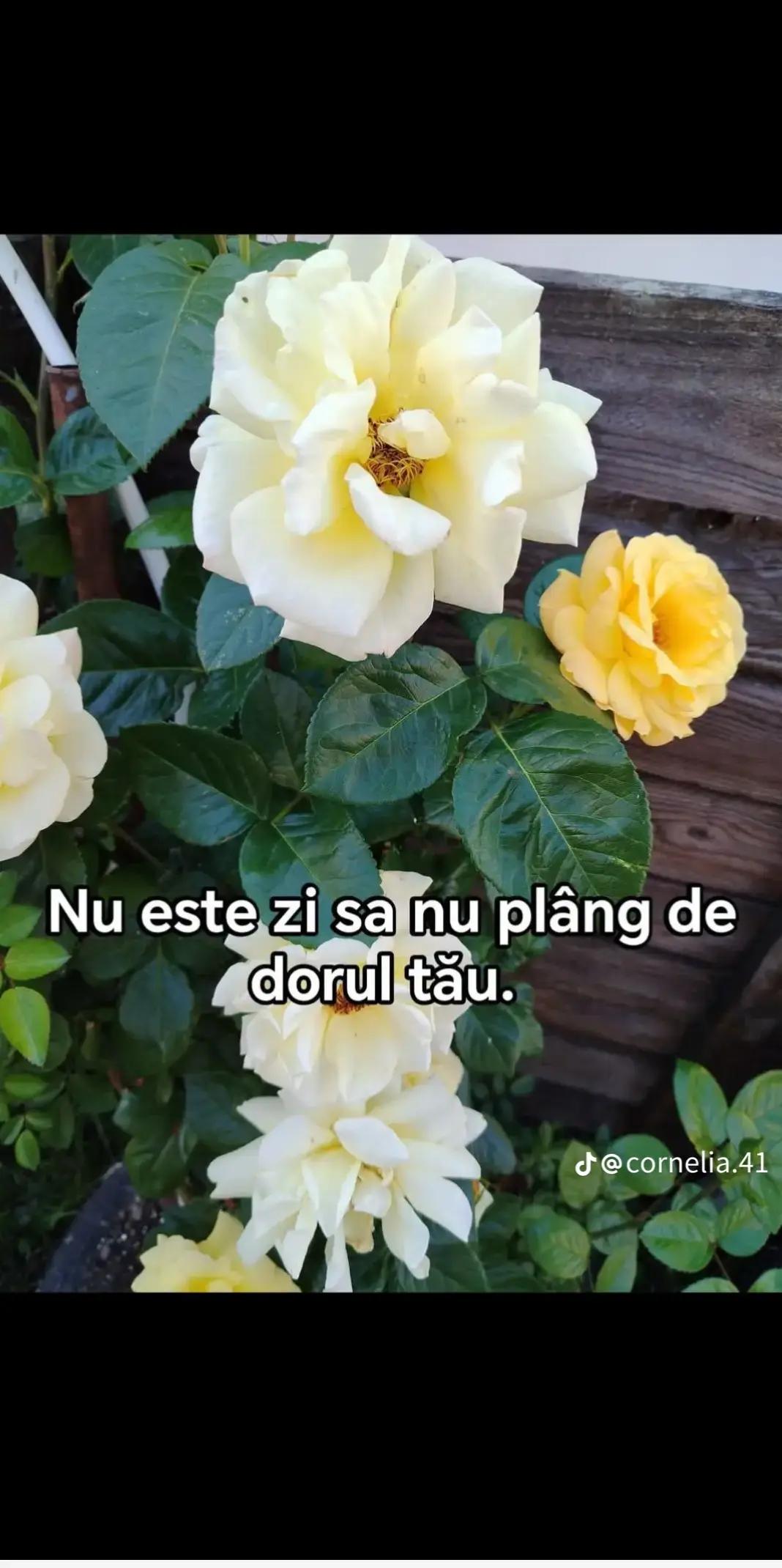 @Simona🥰 pascu