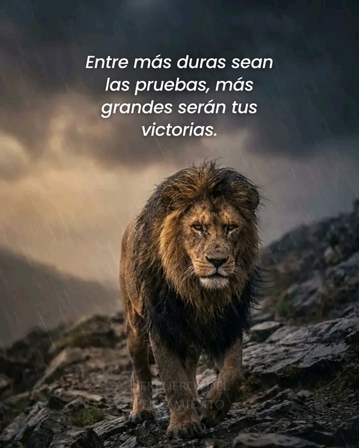 @lobo guerrero 🧑🦽🦿
