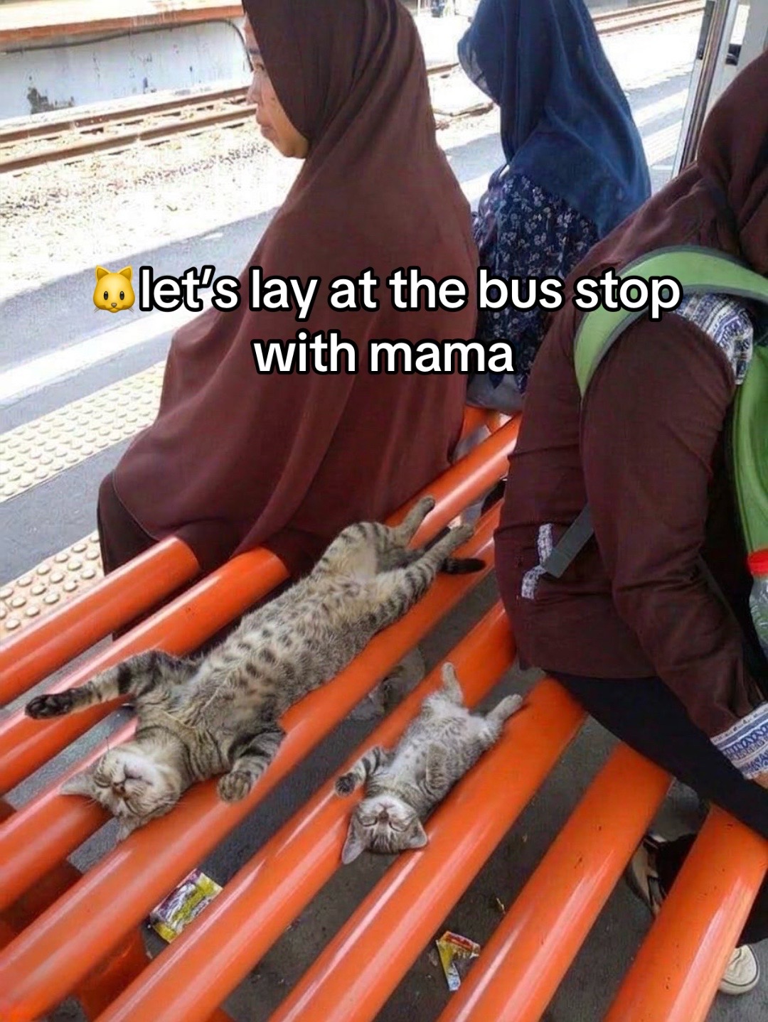 @cat memes