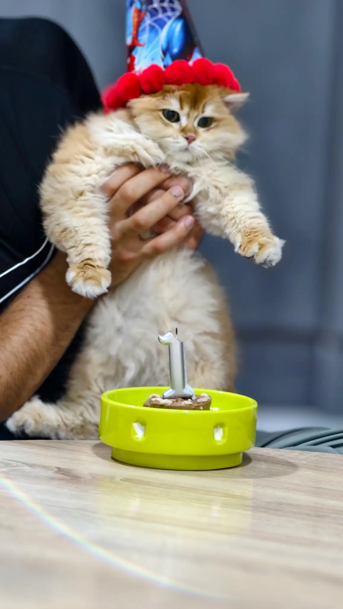 @سێ پشیلەکە🐾