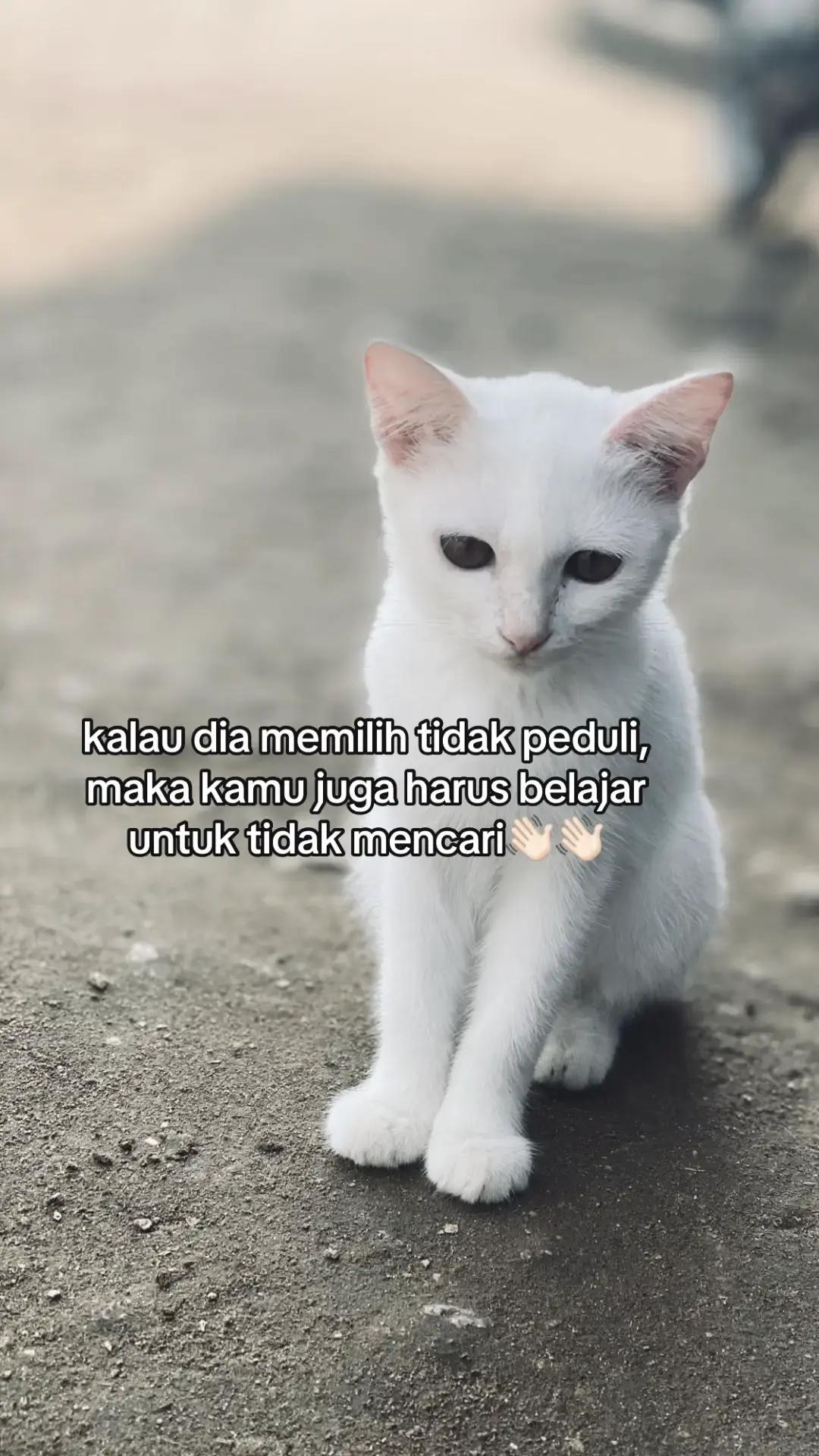@almdsr03