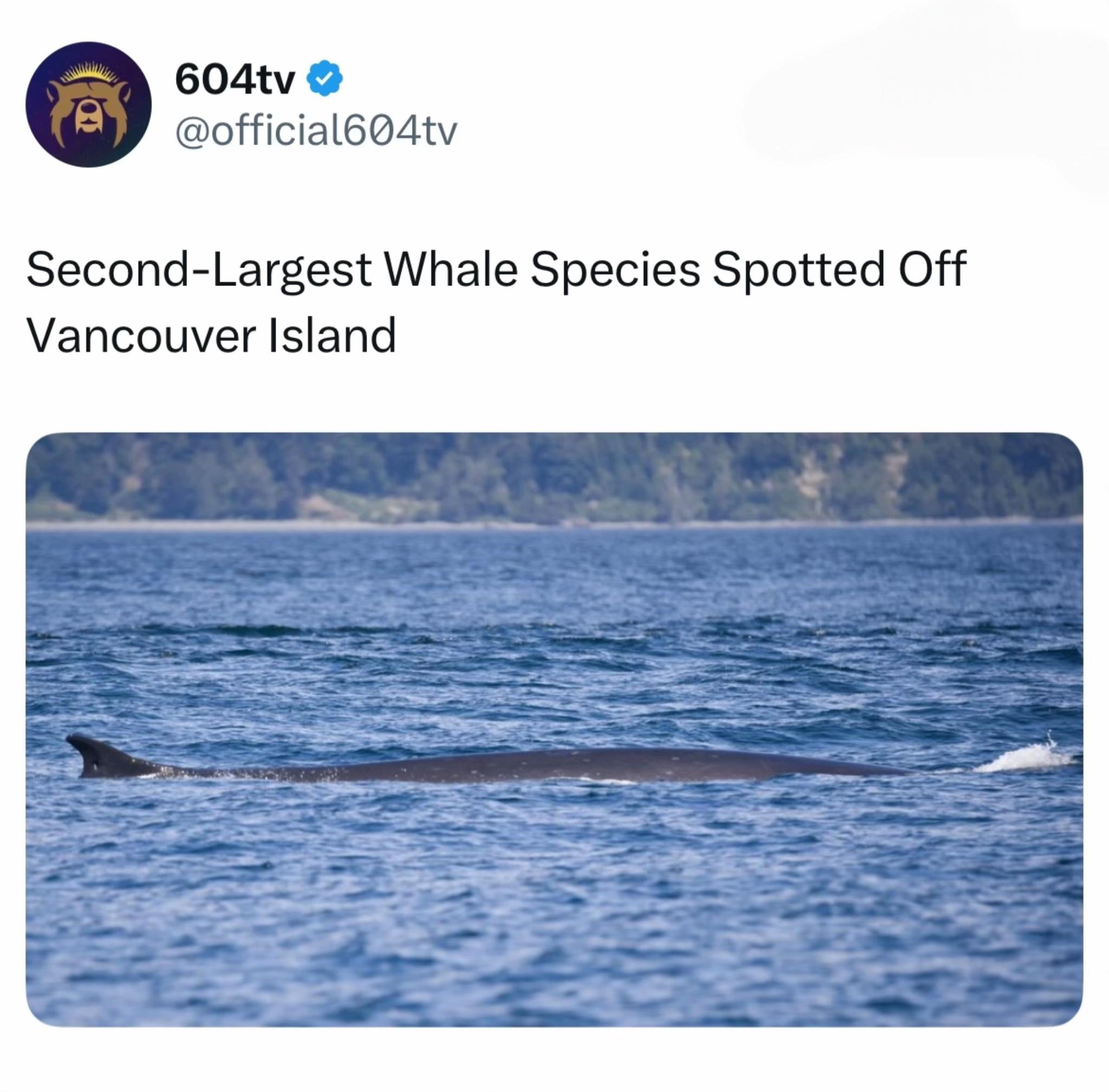 @604tv