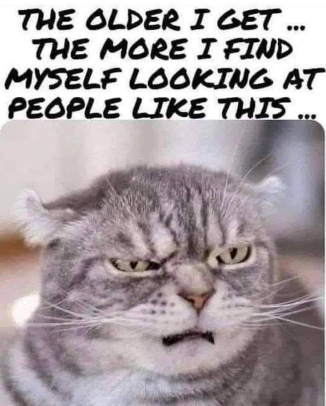 @Lisa C 🐱