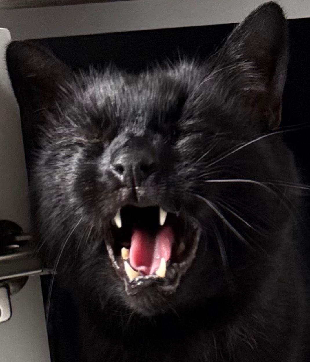 @Teefie_tribe 🐈⬛🐈⬛🐈🦷🦷