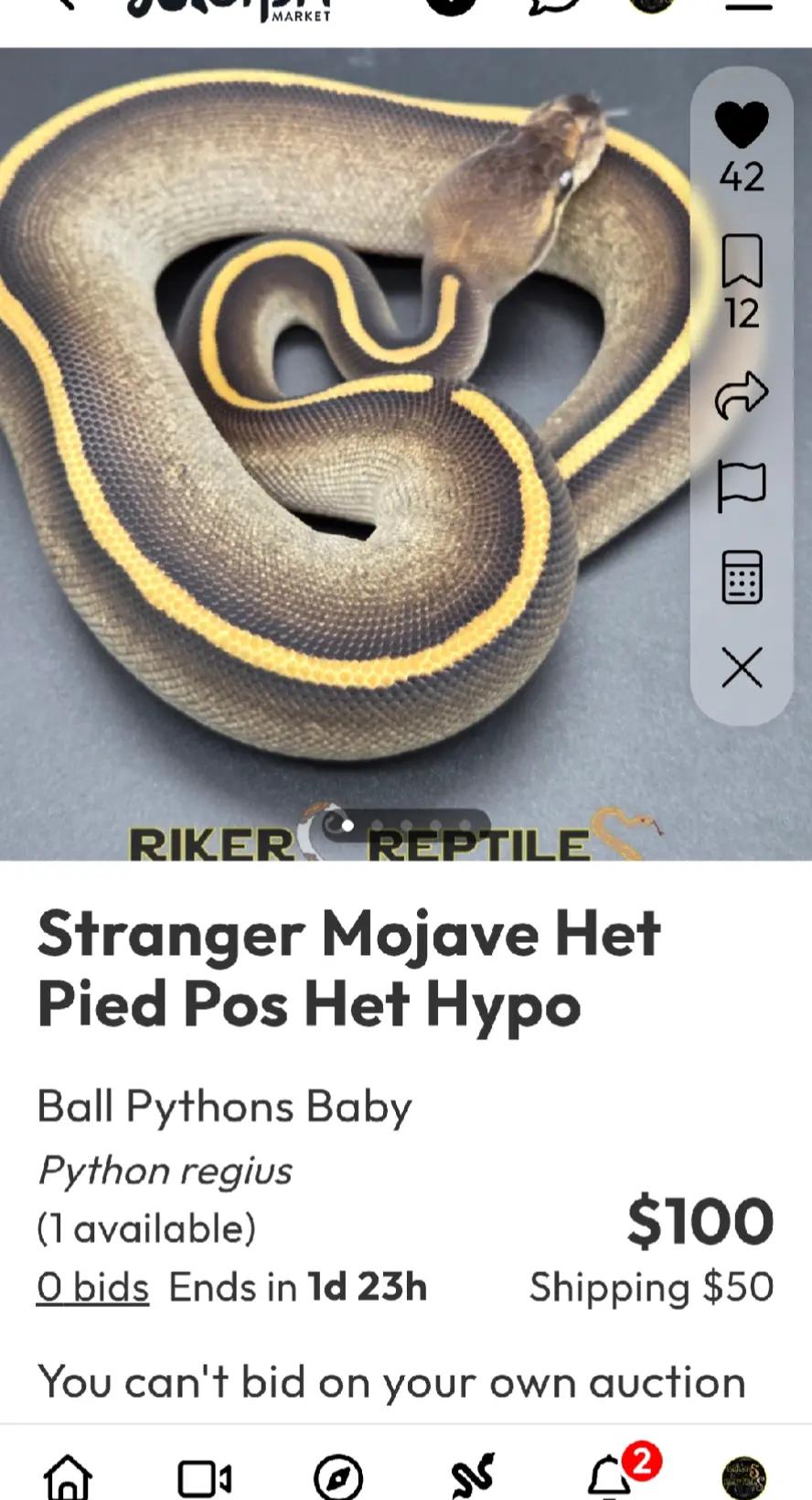 @Rikers Reptiles