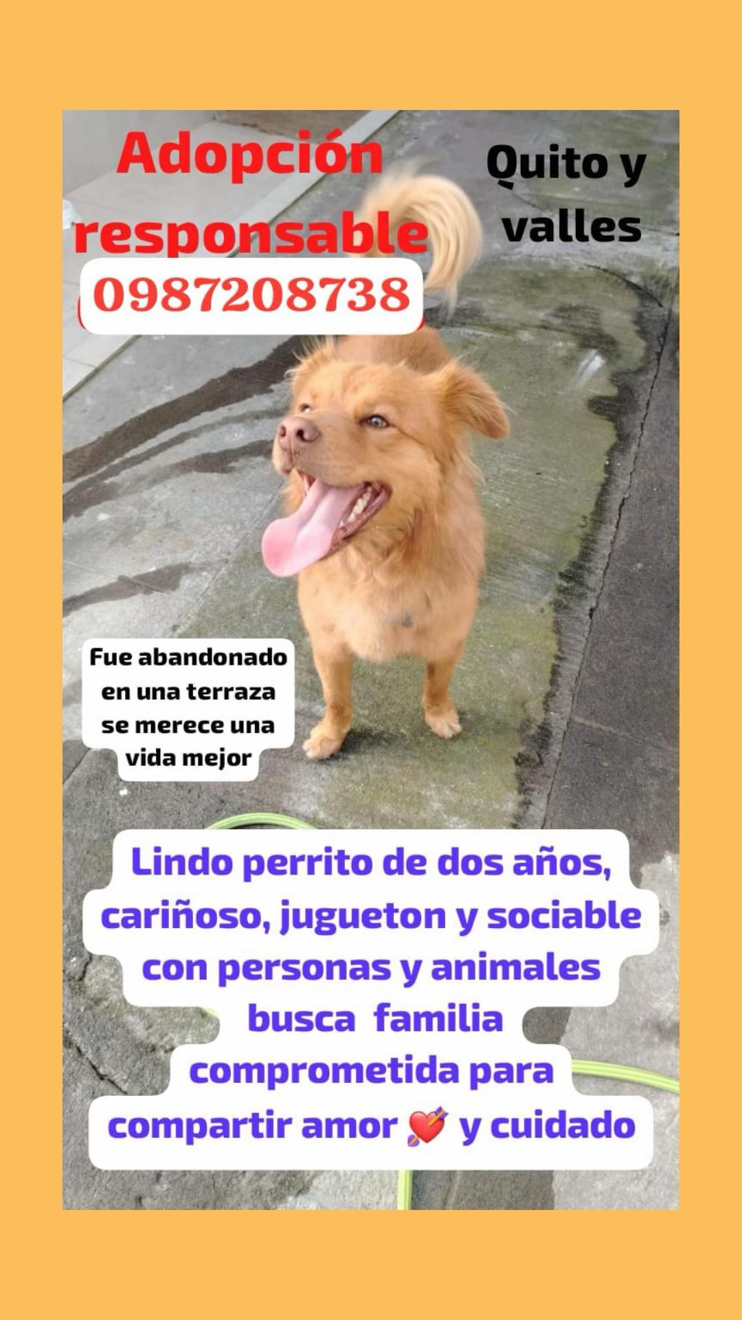 @Amigoscaninos_Ambato