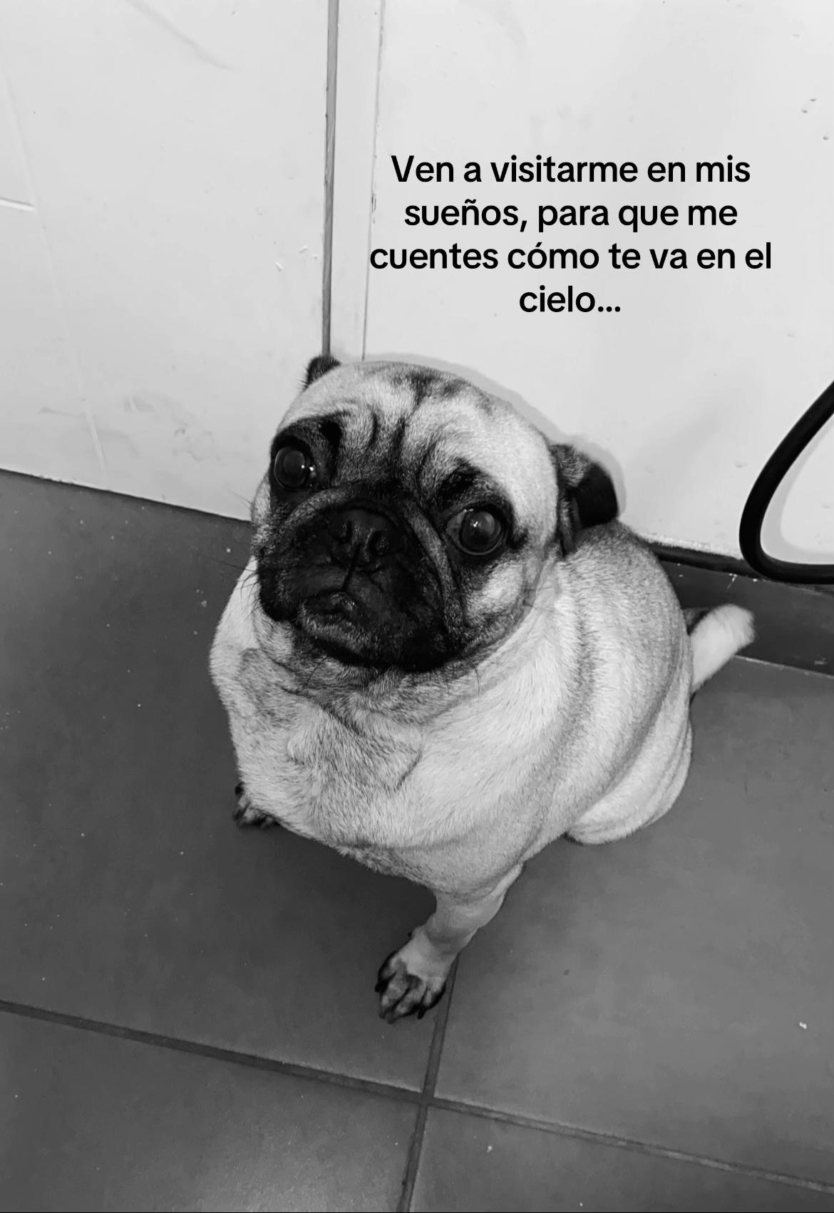 @huamba🤪