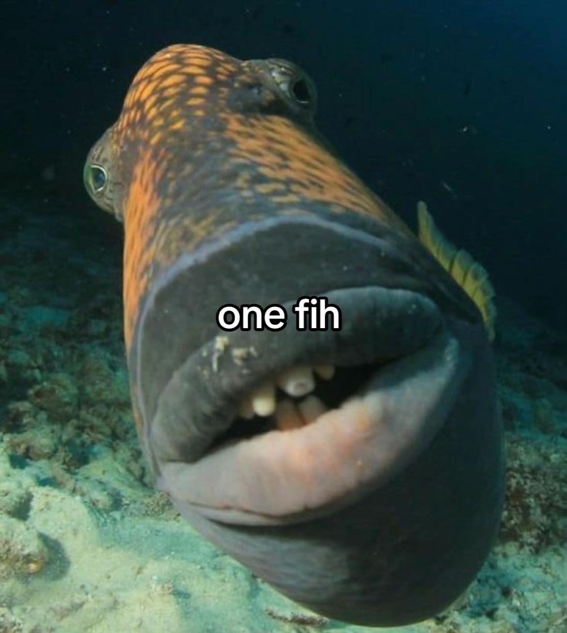 @fih