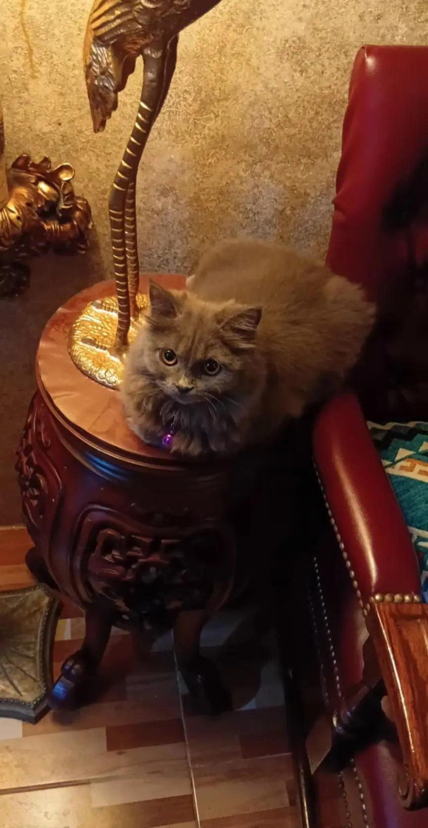 @Cat lover