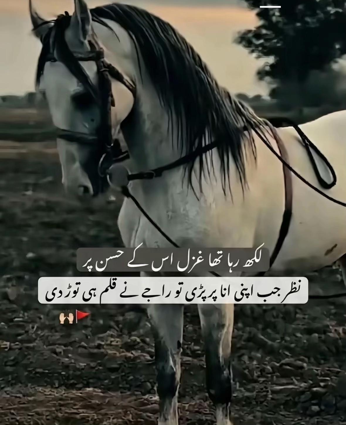 @زین راجا🥷