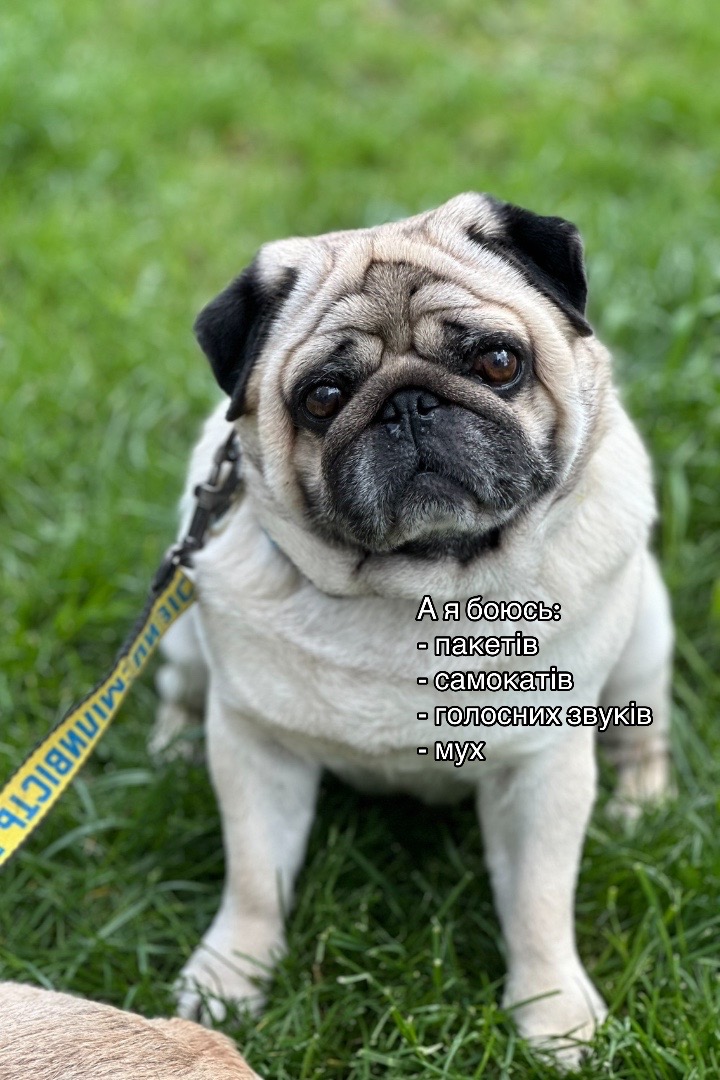 @Pug_bulka