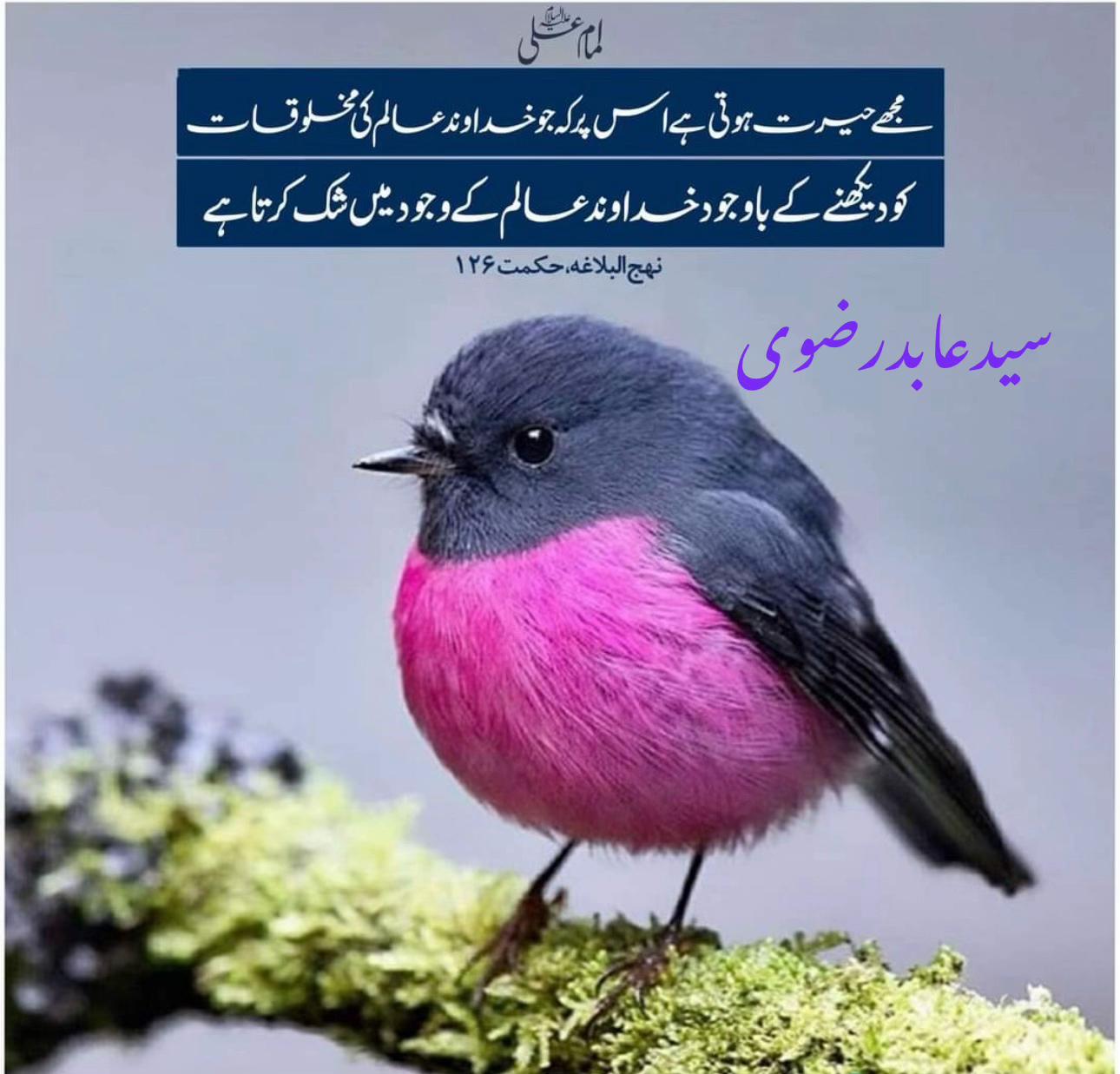 @Syedrizvi1977