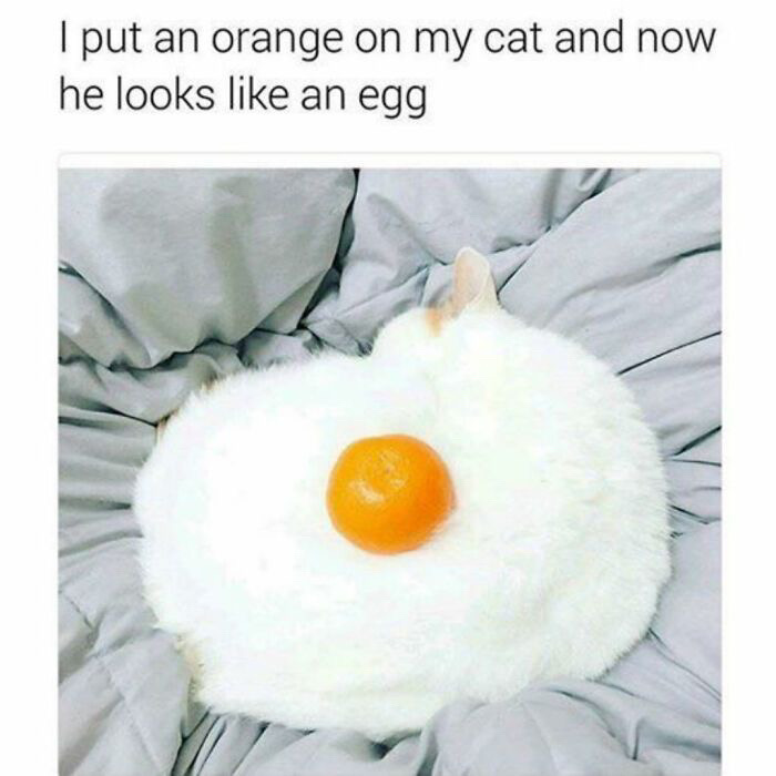 @🐾🐈🖤🤍🧡