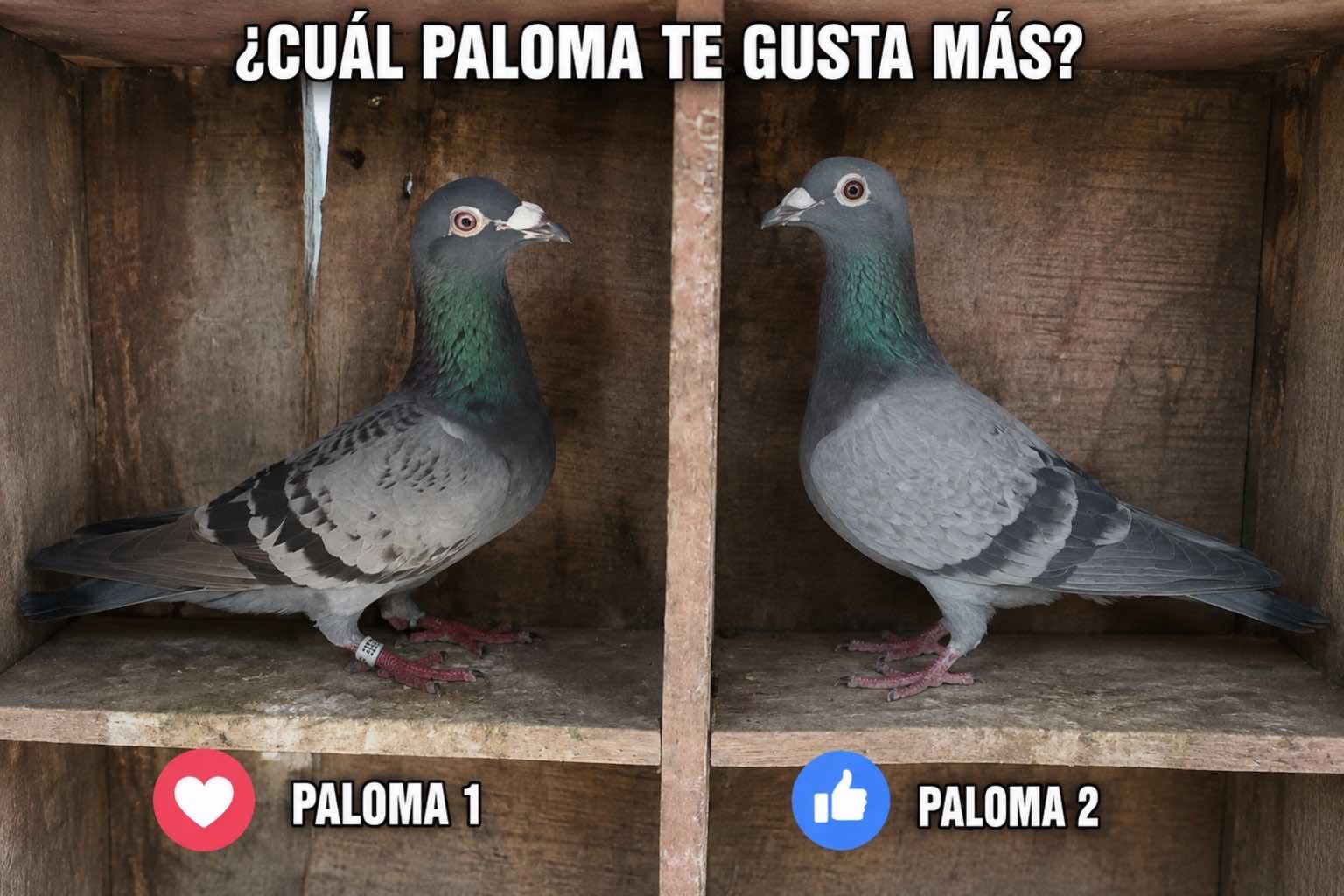 @Camilo