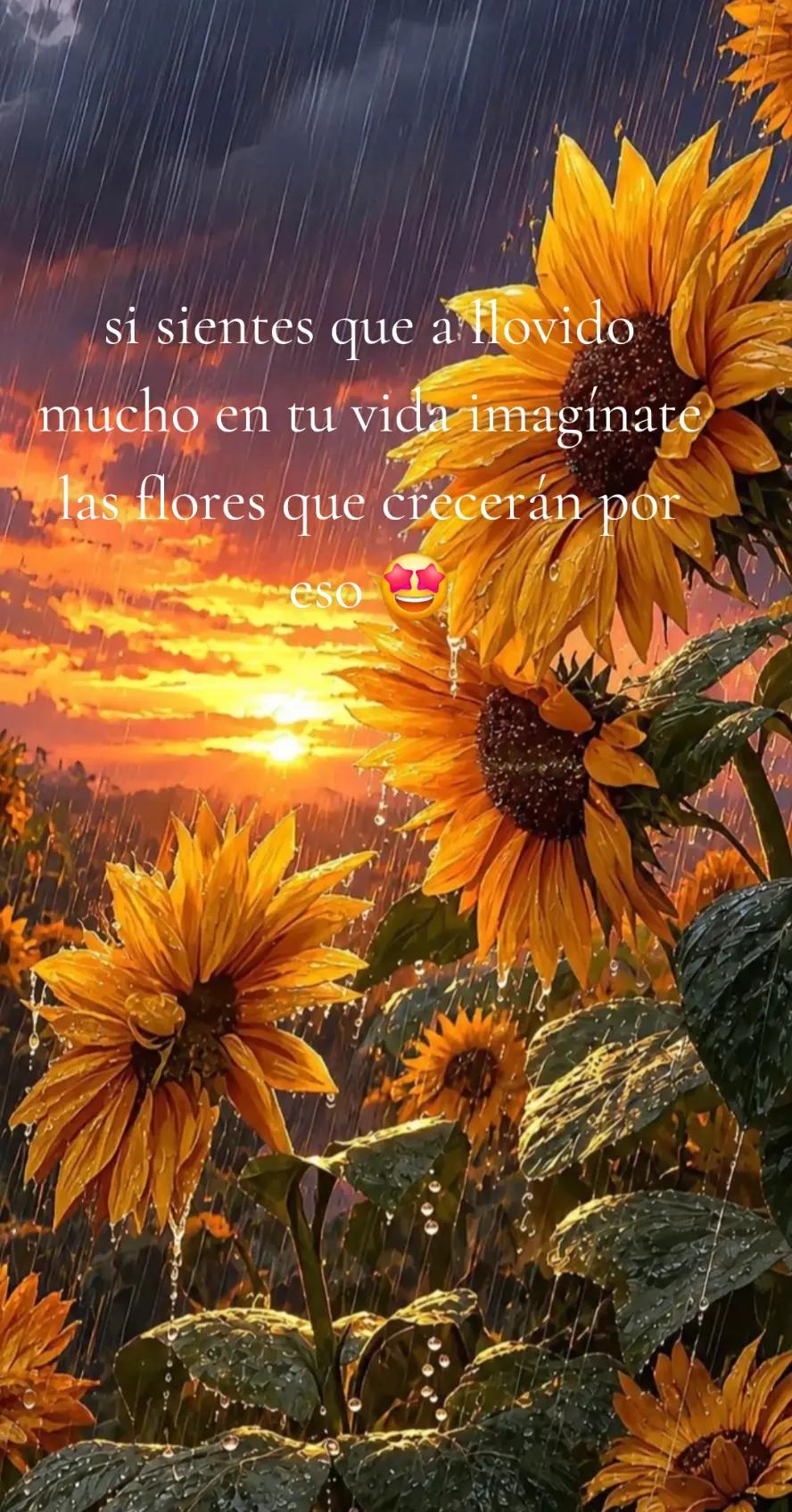 @Maribel 🌻
