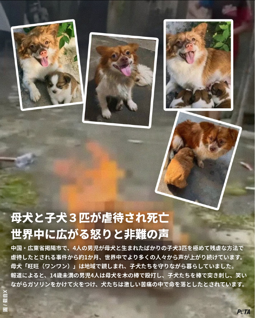 @PETAアジア 動物の倫理的扱いを求める人々の会 JAPAN