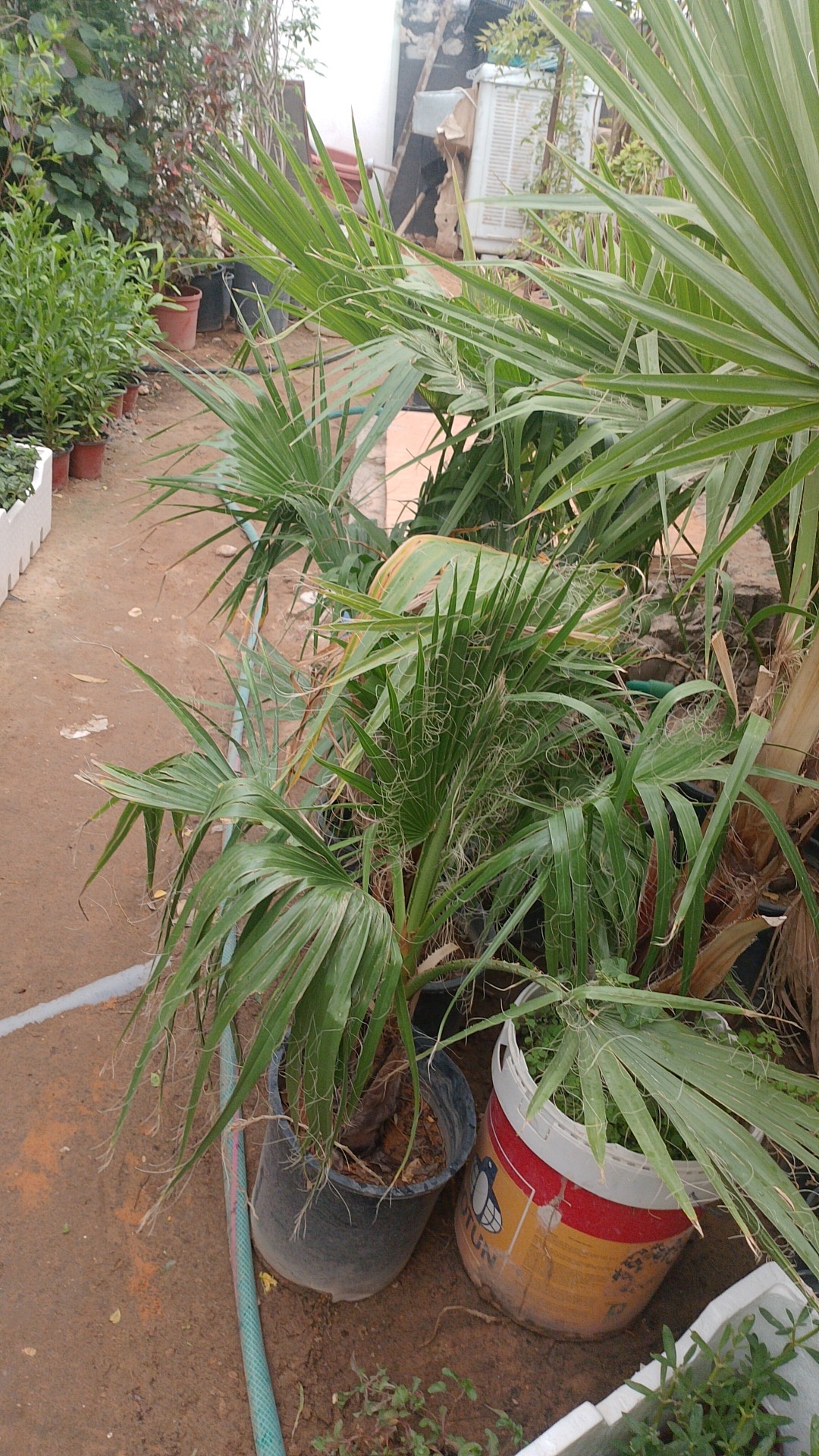 @أبراهيم