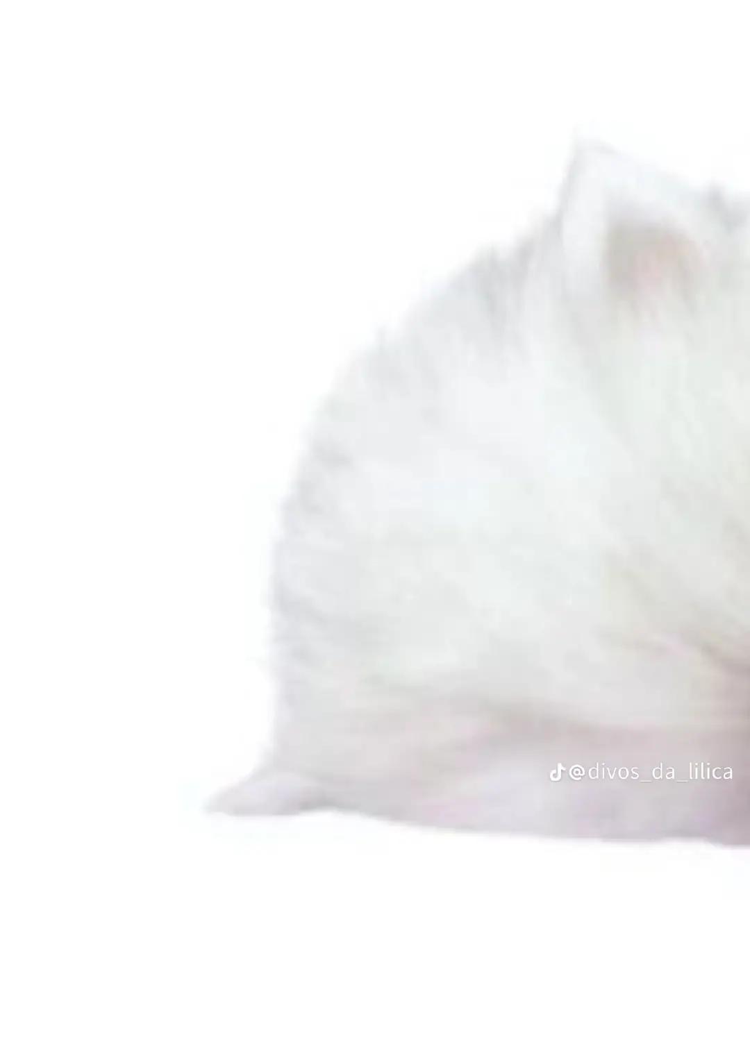 @𐔌✿̫ 𝓟᪈ა𑄙. ݁ ! 🫧◌ ᩚ ᳝ ׁ ִ