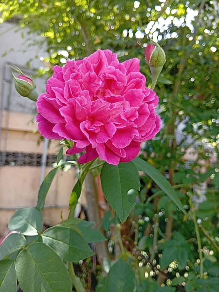 @CIKNEY CANTIK