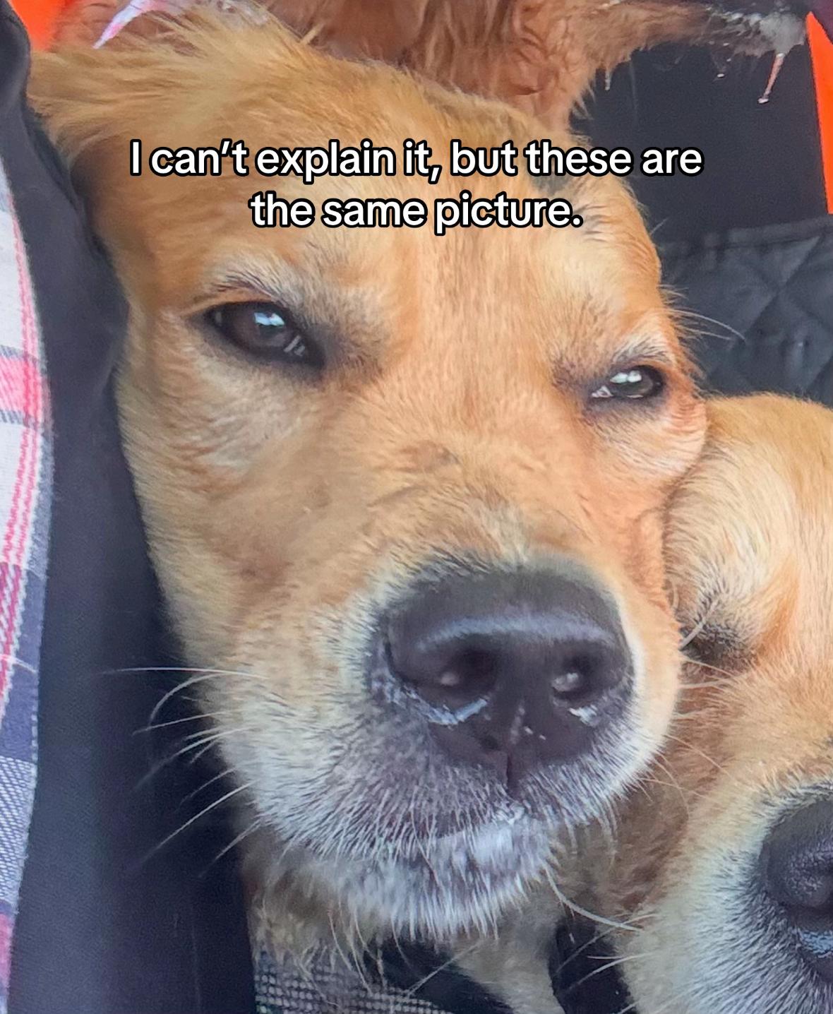 @3goldenretriever
