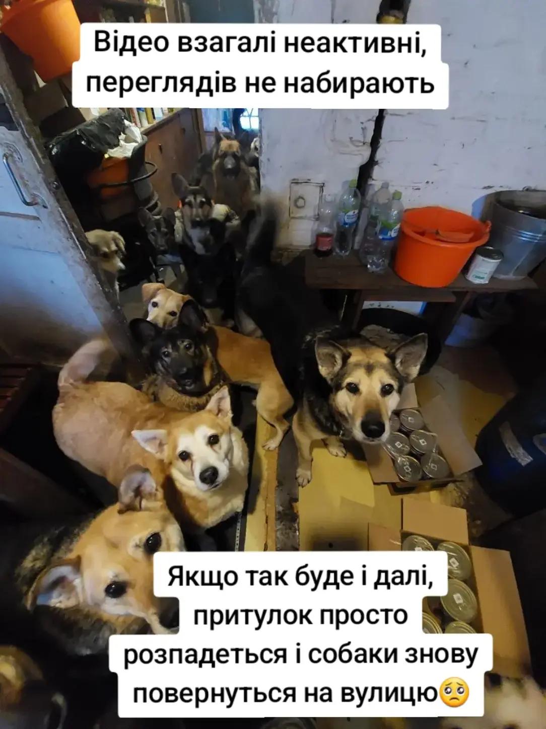 @tvarinkidobra