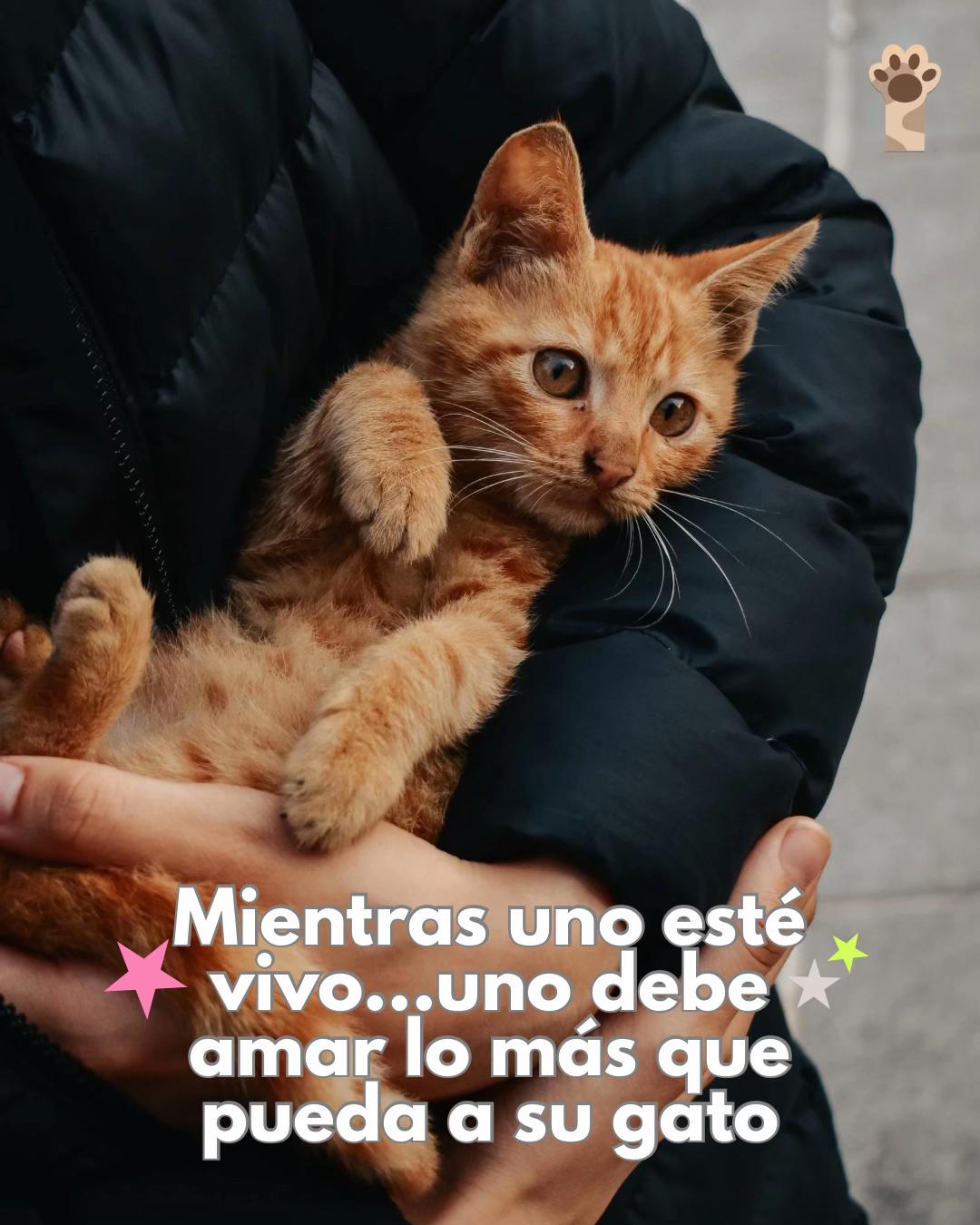 @Petlife