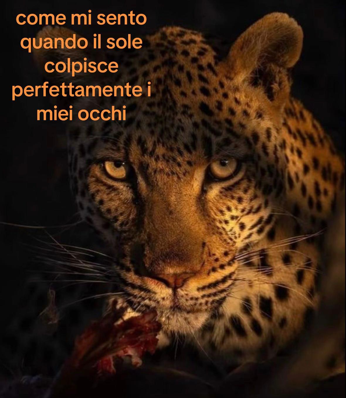 @👸🏽🐆