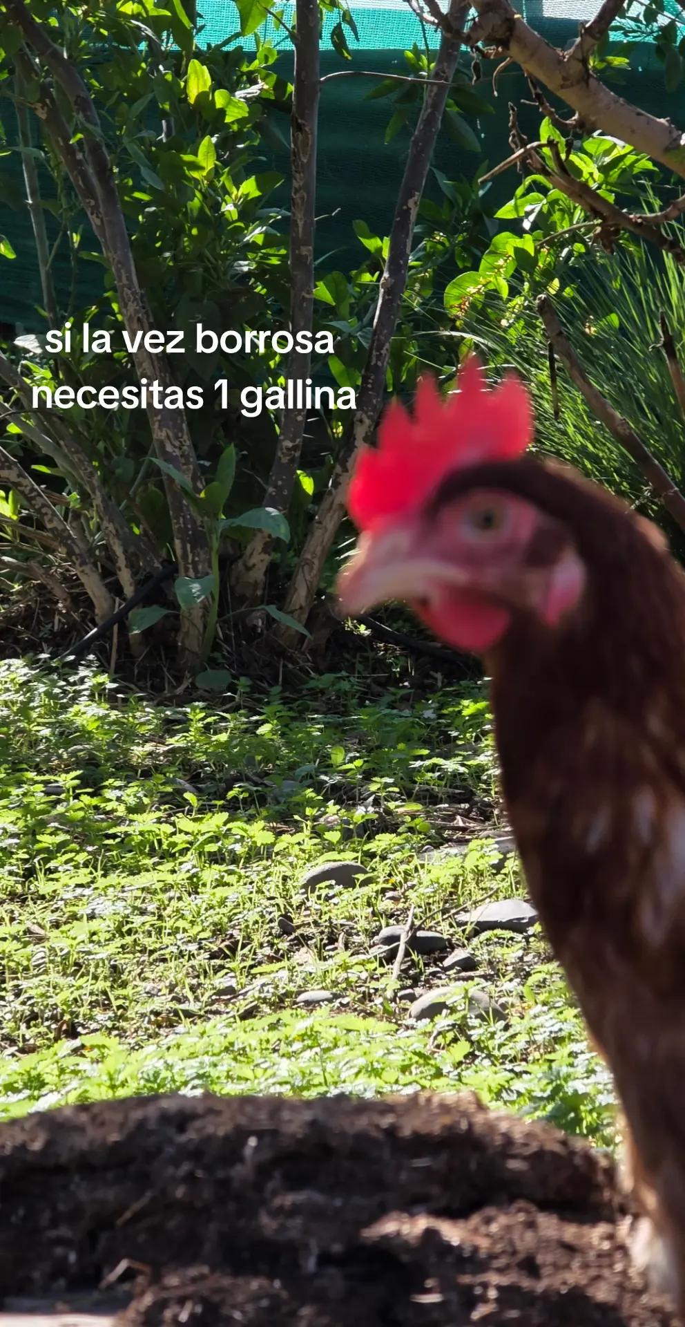 @El Gallinero de Carlos