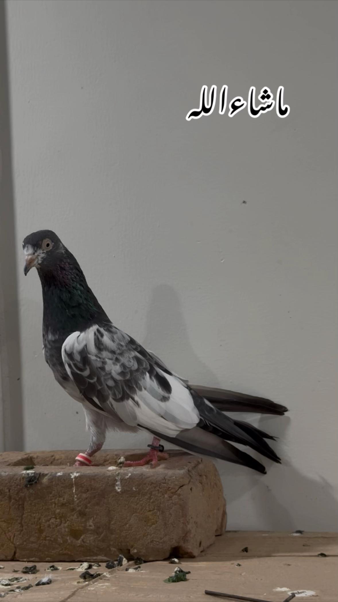 @Royal Birds 🕊️👑
