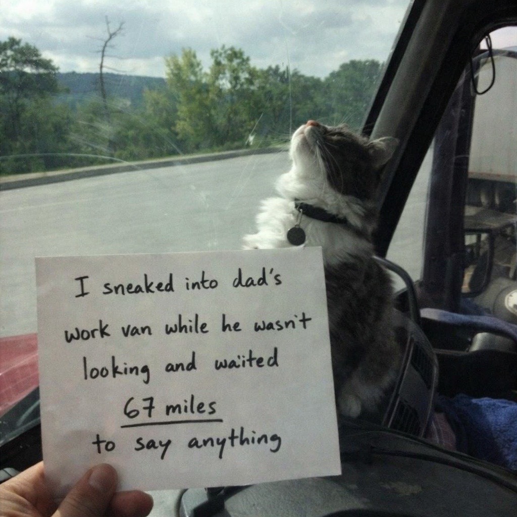 @cat memes