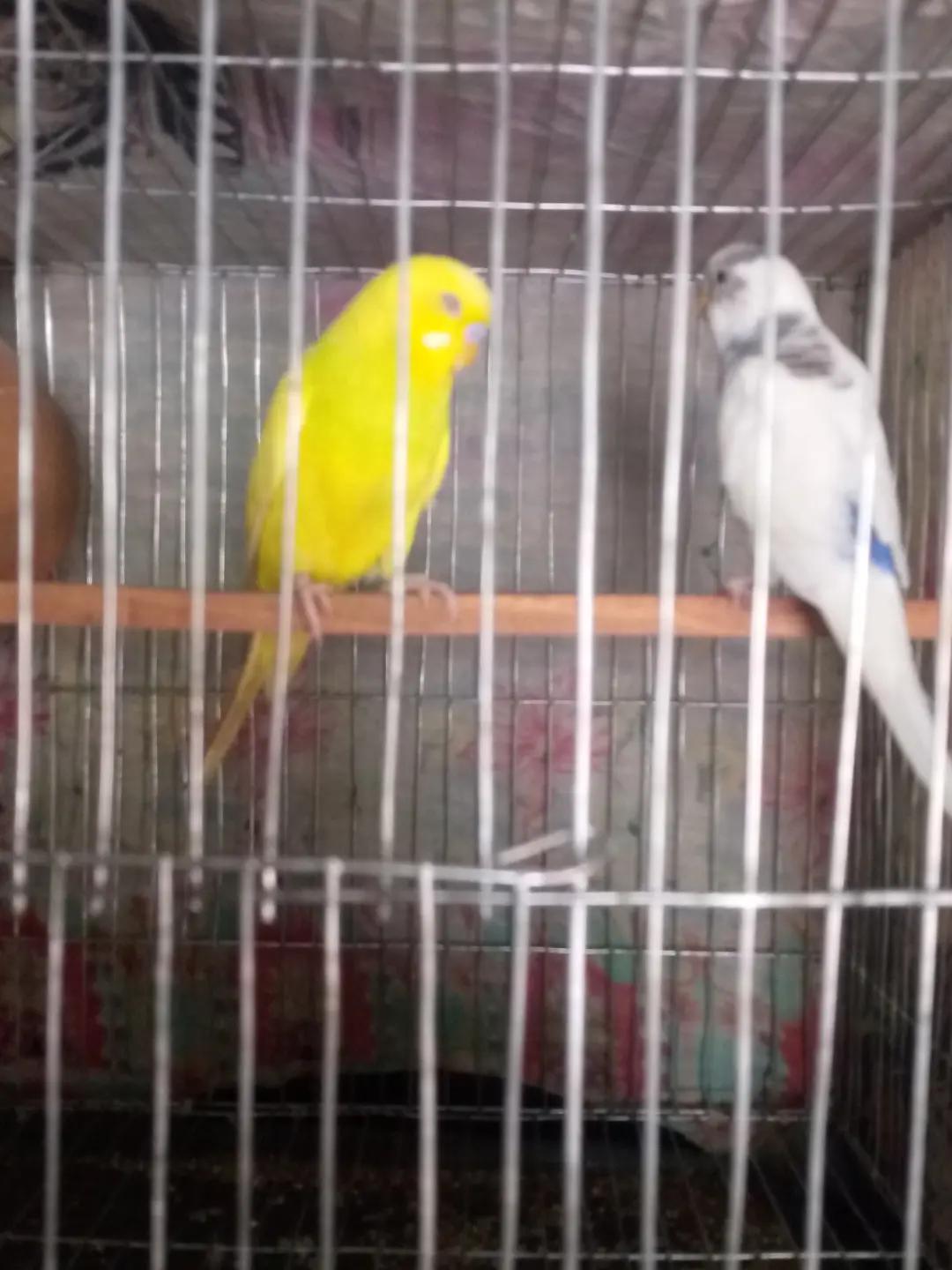 @সাথী