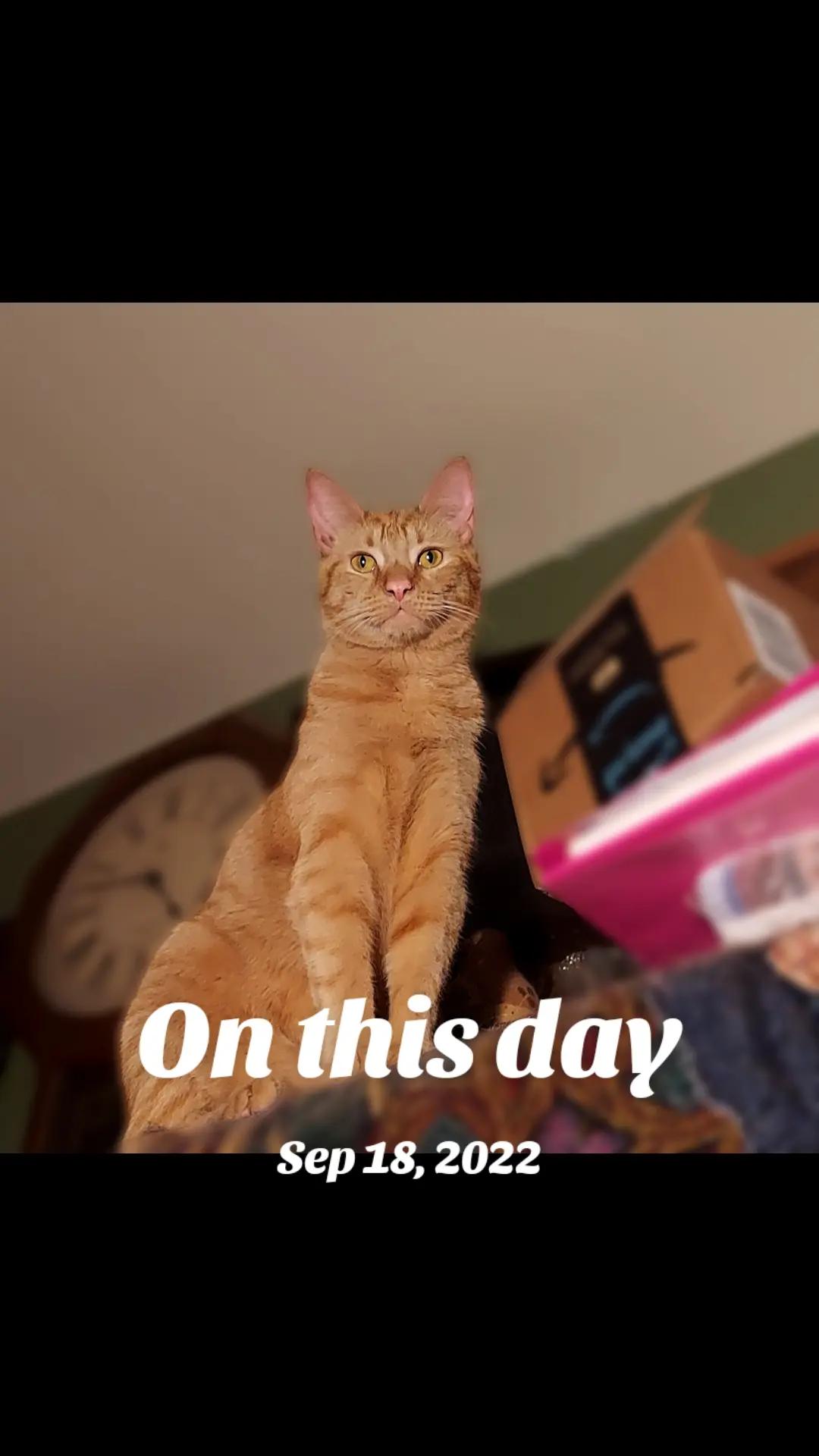 @✝️Kim🐈🐈⬛🐈🐈⬛🐈⬛🐈🐈✝️