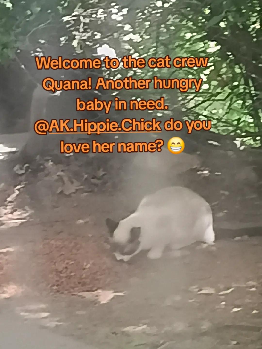 @Original Cat Lover 45