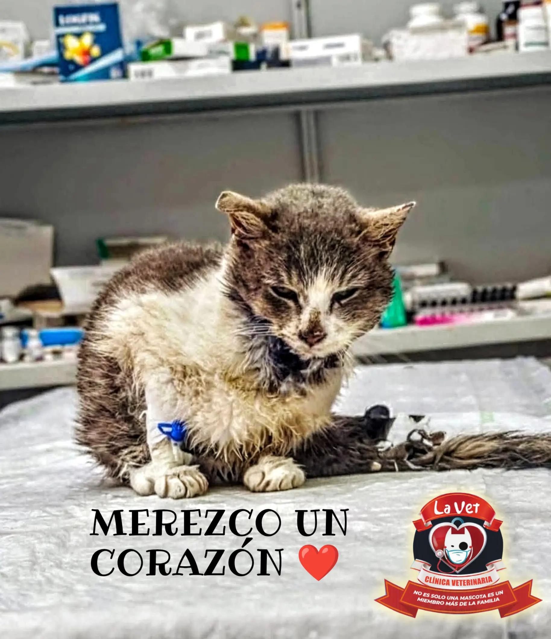 @Clínica la Vet Oriente