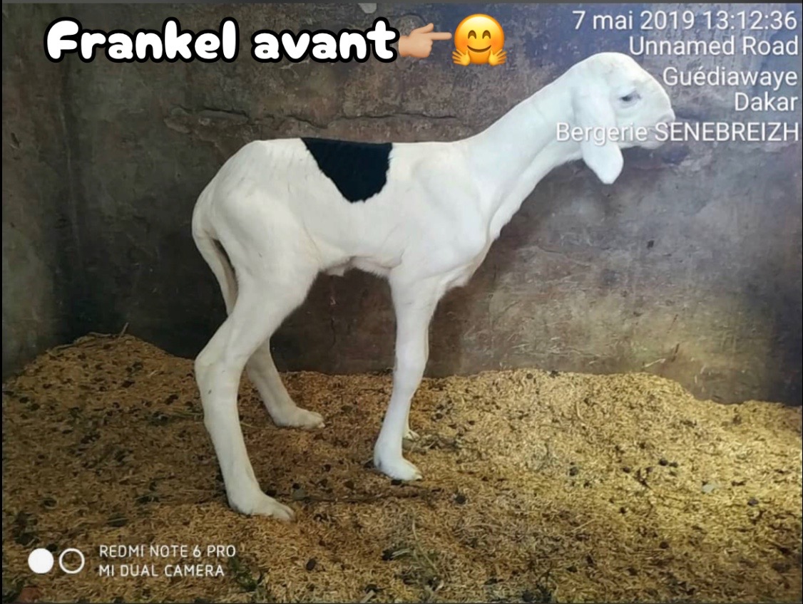 @galass_eleveur