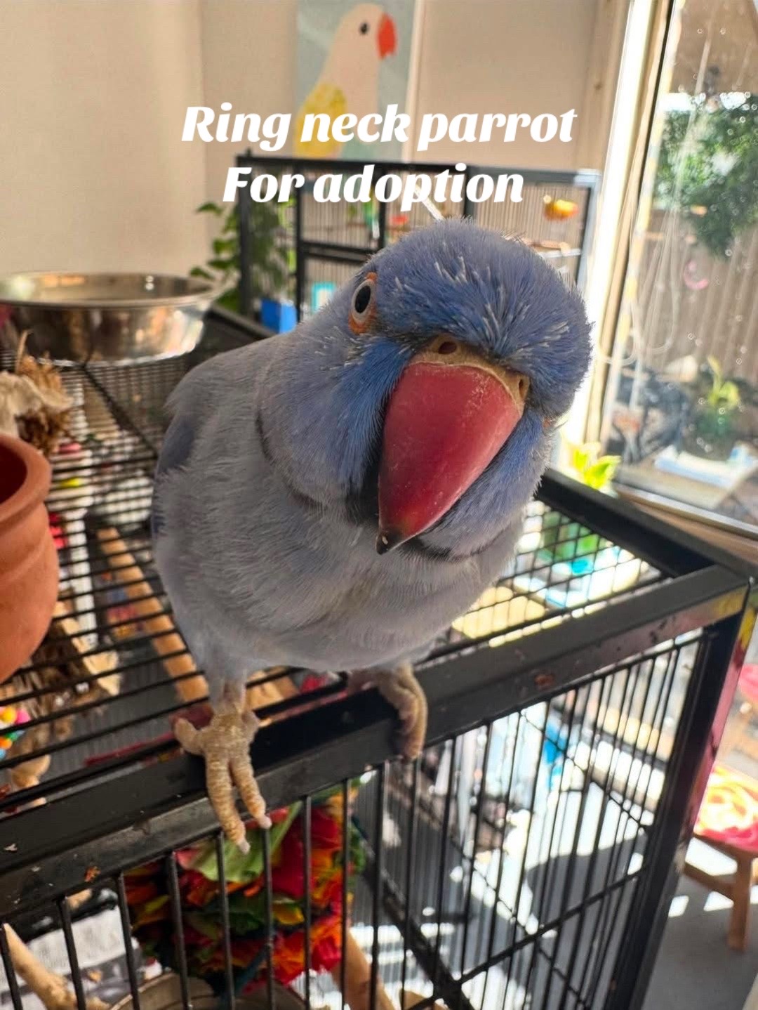 @Ring-necked Parakeets