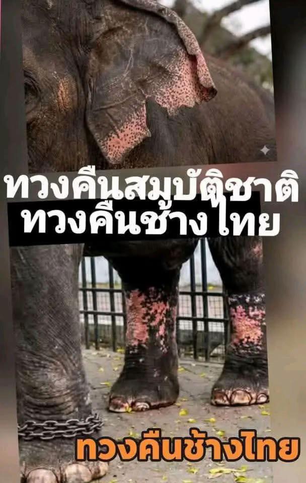 @Animal lover🫶💕