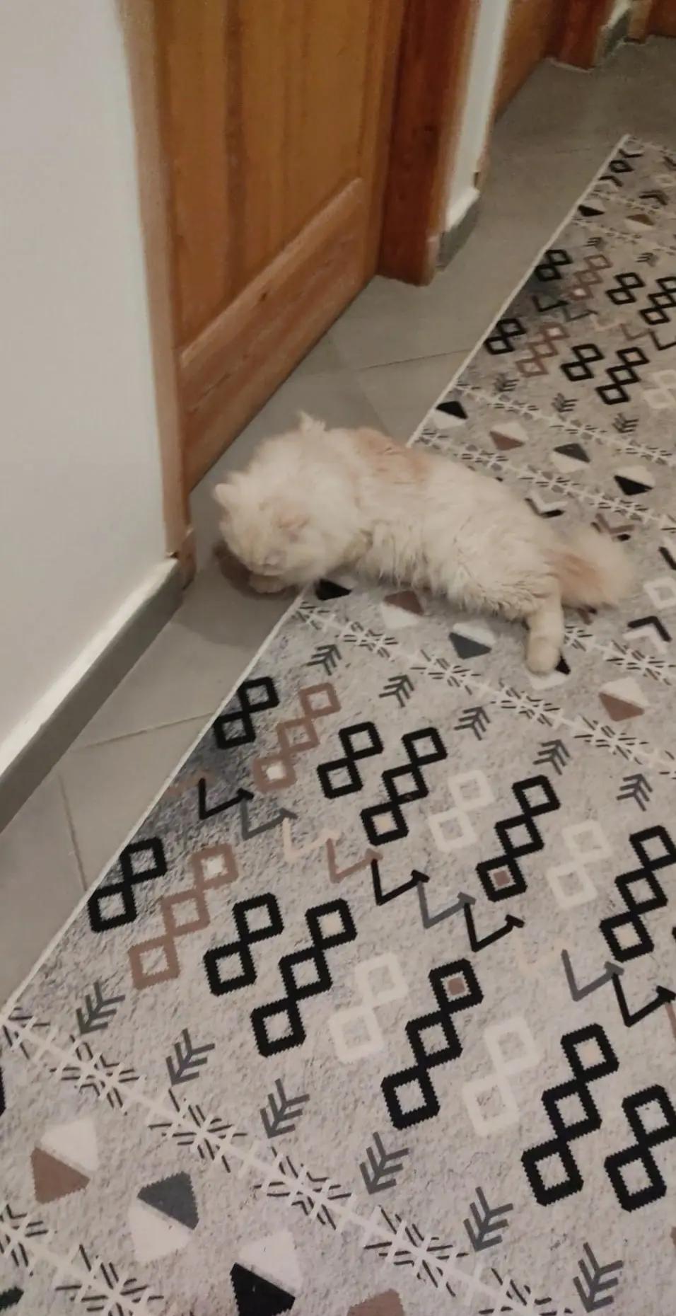 @Prince 🤴 nicotine 🐱nana