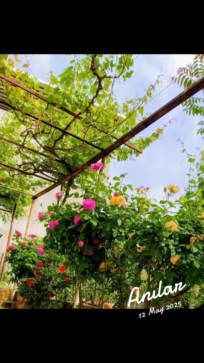 @Emine Başkurt
