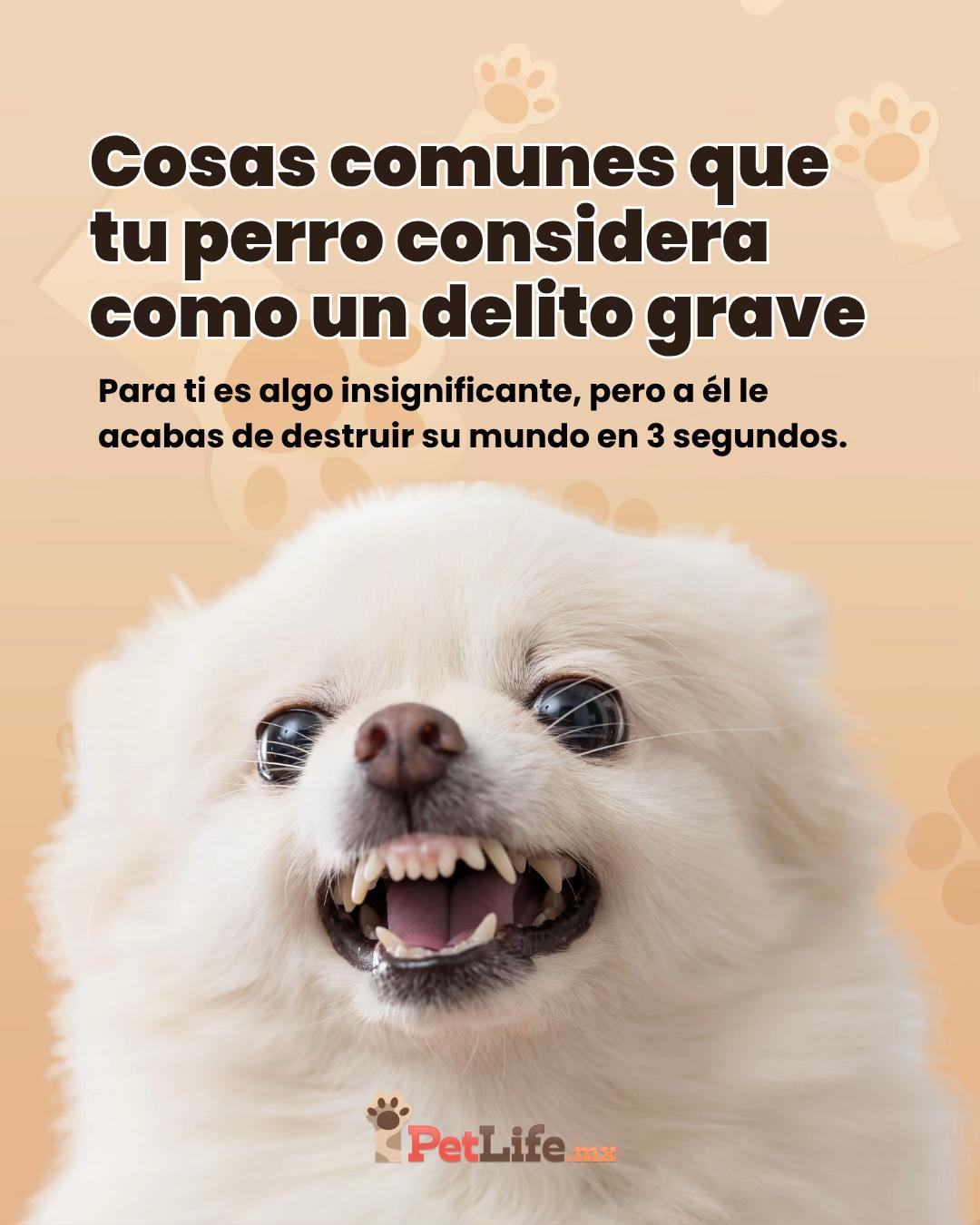 @Petlife