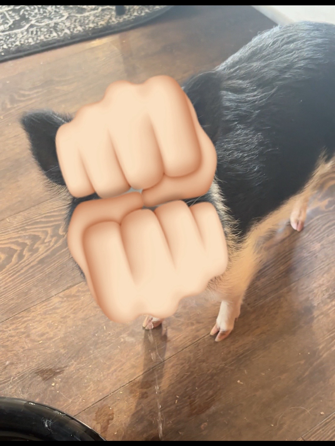 @Merki ₍ᐢ･⚇･ᐢ₎