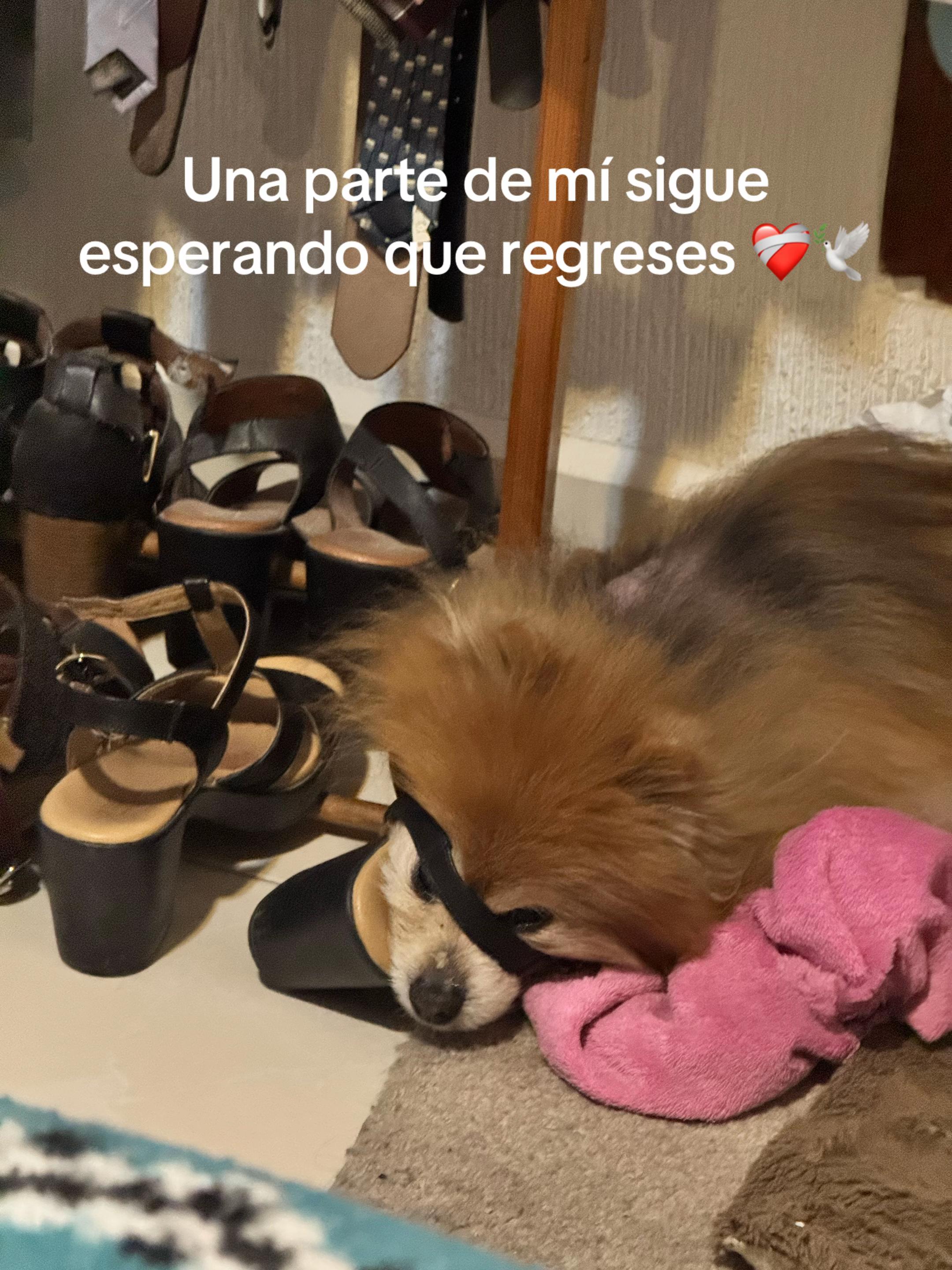 @Dani Rojas