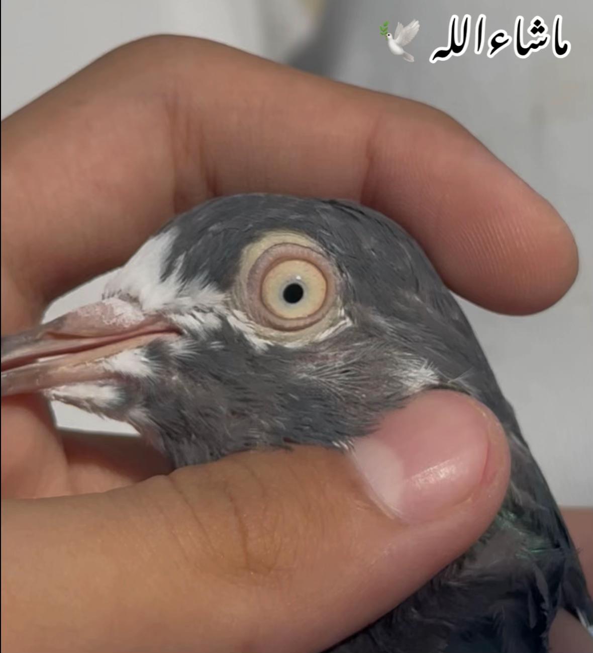 @Royal Birds 🕊️👑