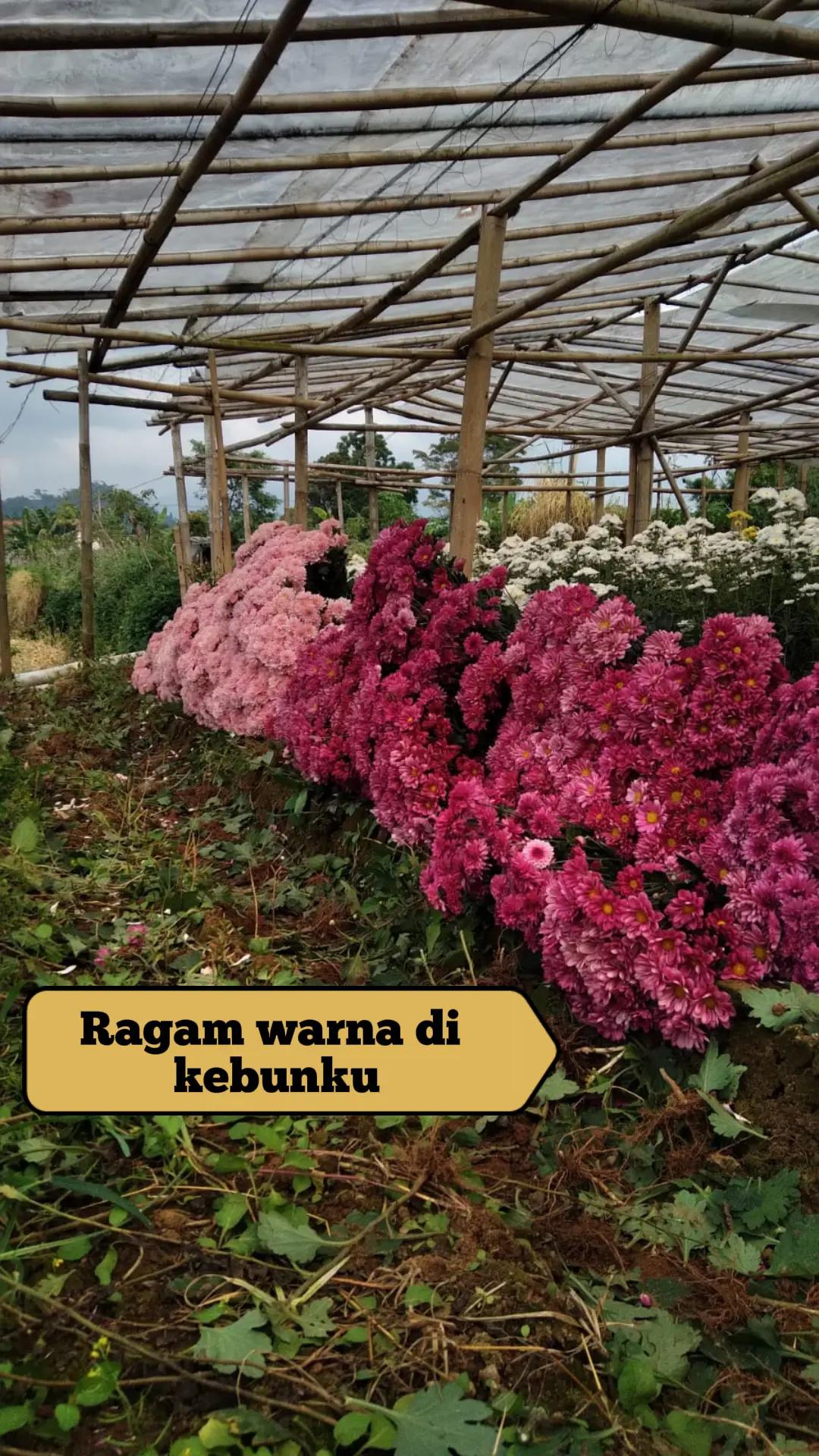 @𝐌𝐞𝐤𝐚𝐫 𝐒𝐞𝐧𝐣𝐚