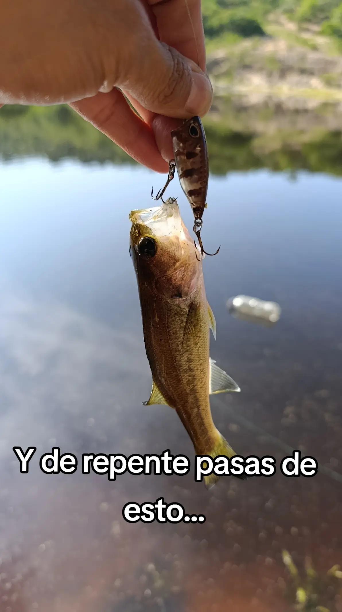 @soy 🐟SALADO🎣