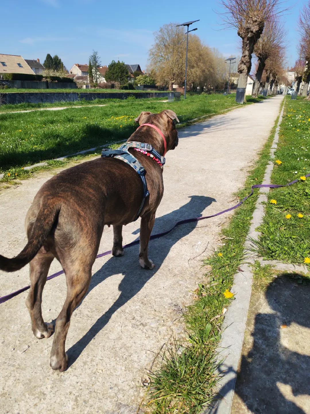 @Saphirlastaffy